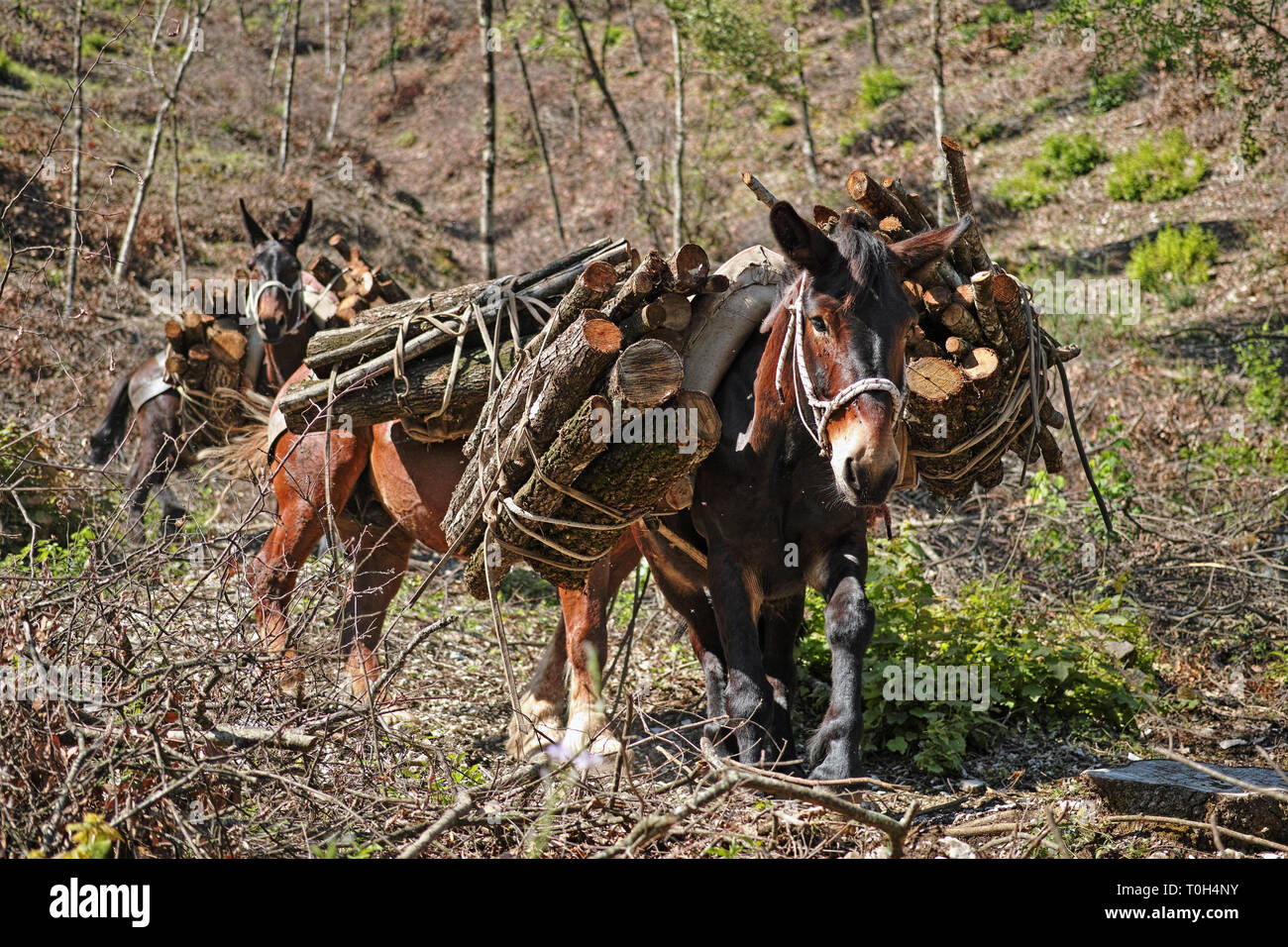 Muli utilizzati per il trasporto di legname ottenuto dall'assottigliamento di una zona boschiva Foto Stock