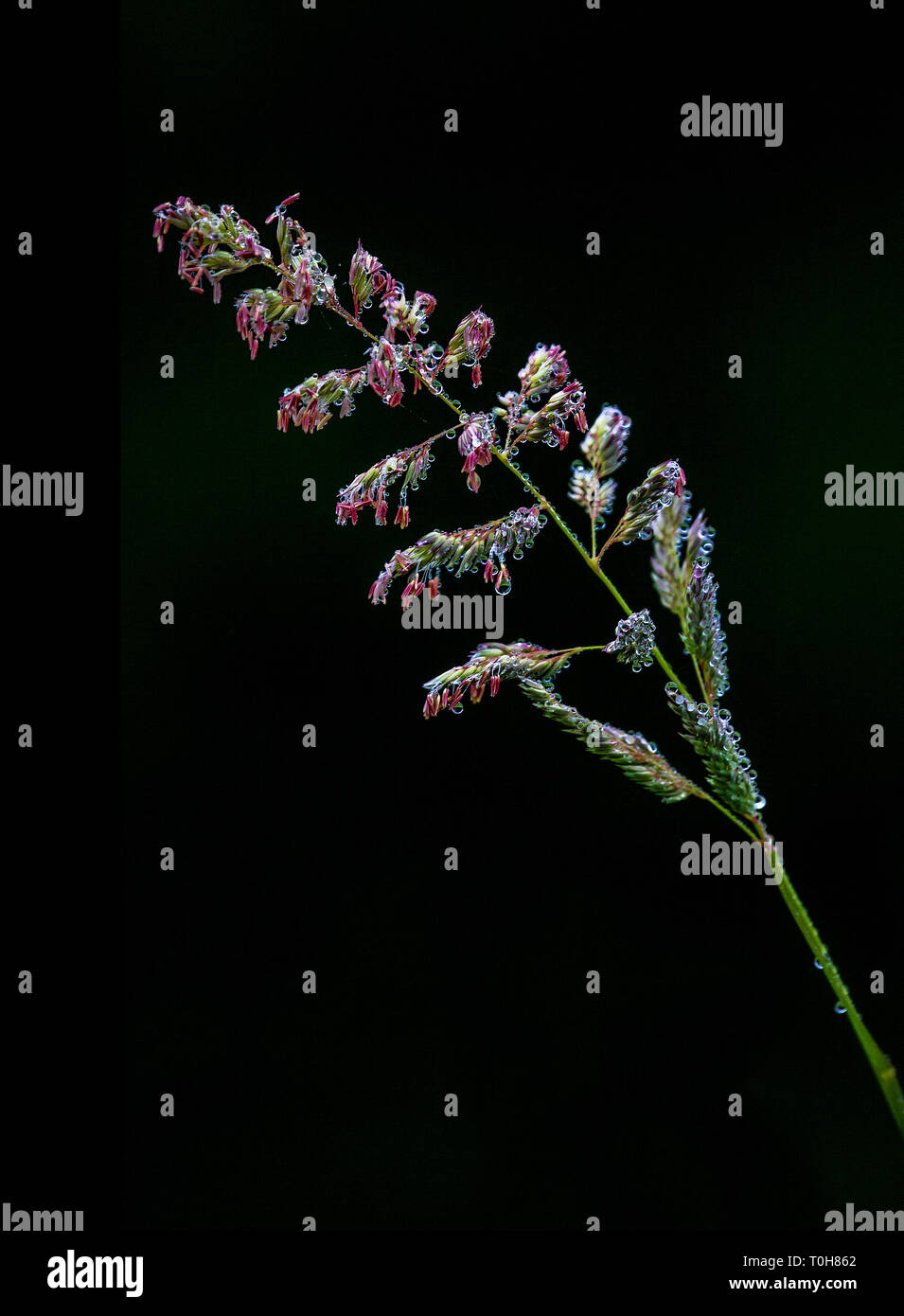 Agropyron cristatum (Gramigna crestata, crested wheatgrass, fairway Gramigna crestata) bagnato di rugiada di mattina scende. Isolato su nero. Foto Stock