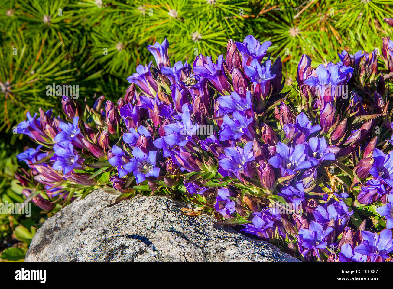 Aprire blumi di Blu Genziana giardino di fiori la copertura del terreno - Gentiana scabra var. Potenza di blu. Foto Stock