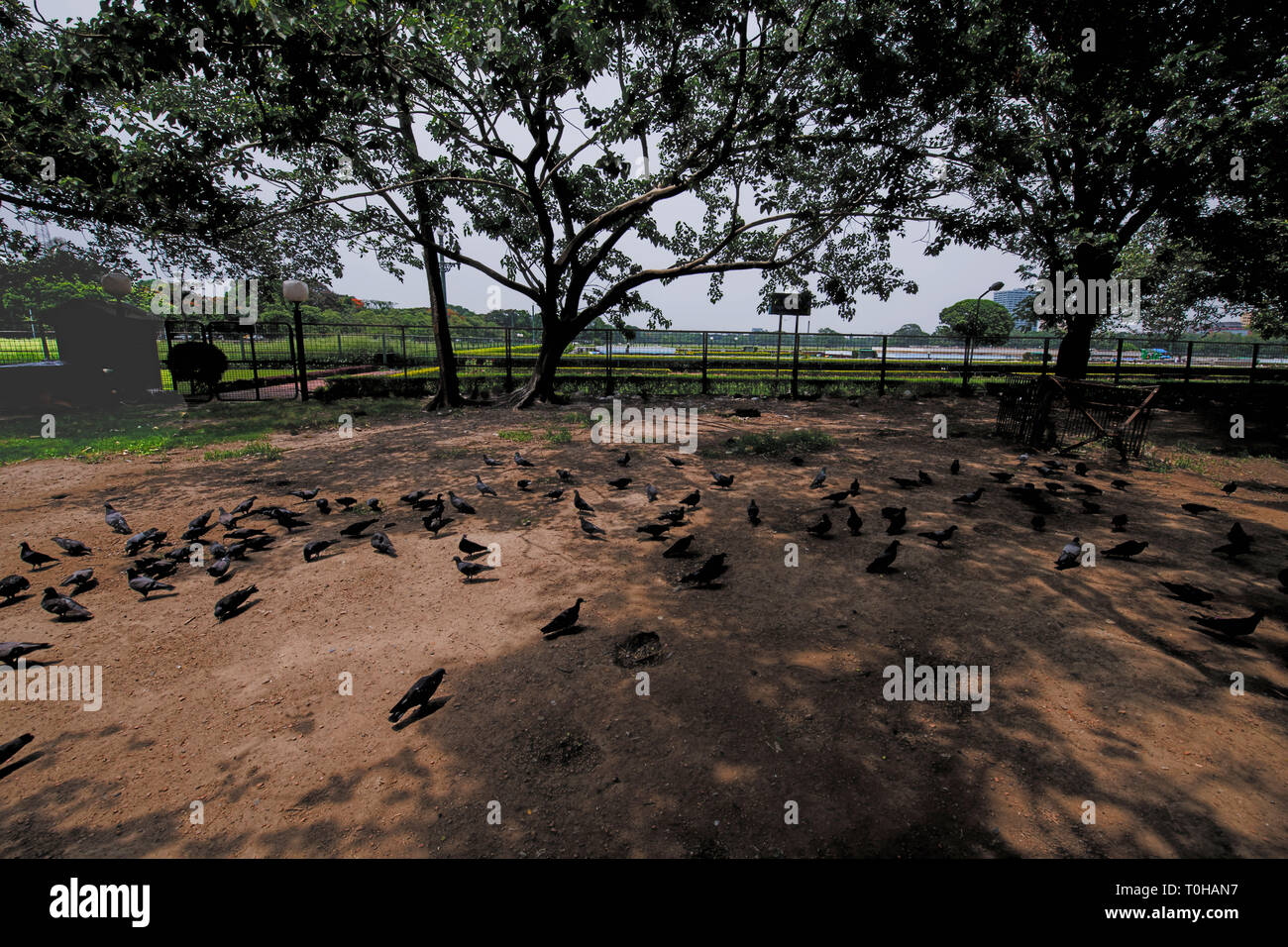 Piccioni, alimentazione di Maidan, Victoria Memorial, Calcutta, West Bengal, India, Asia Foto Stock