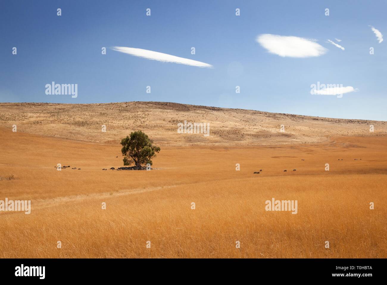 Un unico albero nella vasta distesa dei rifugi di campagna di un gregge di pecore dal calore intenso del sole. Foto Stock