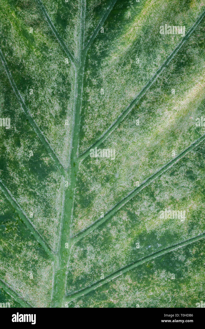 Macro Close-up di Alocasia macrorrhizos di vegetali a foglia verde, full frame texture naturali dello sfondo. Nomi comuni incl. taro gigante, alocasia gigante, pai. Foto Stock