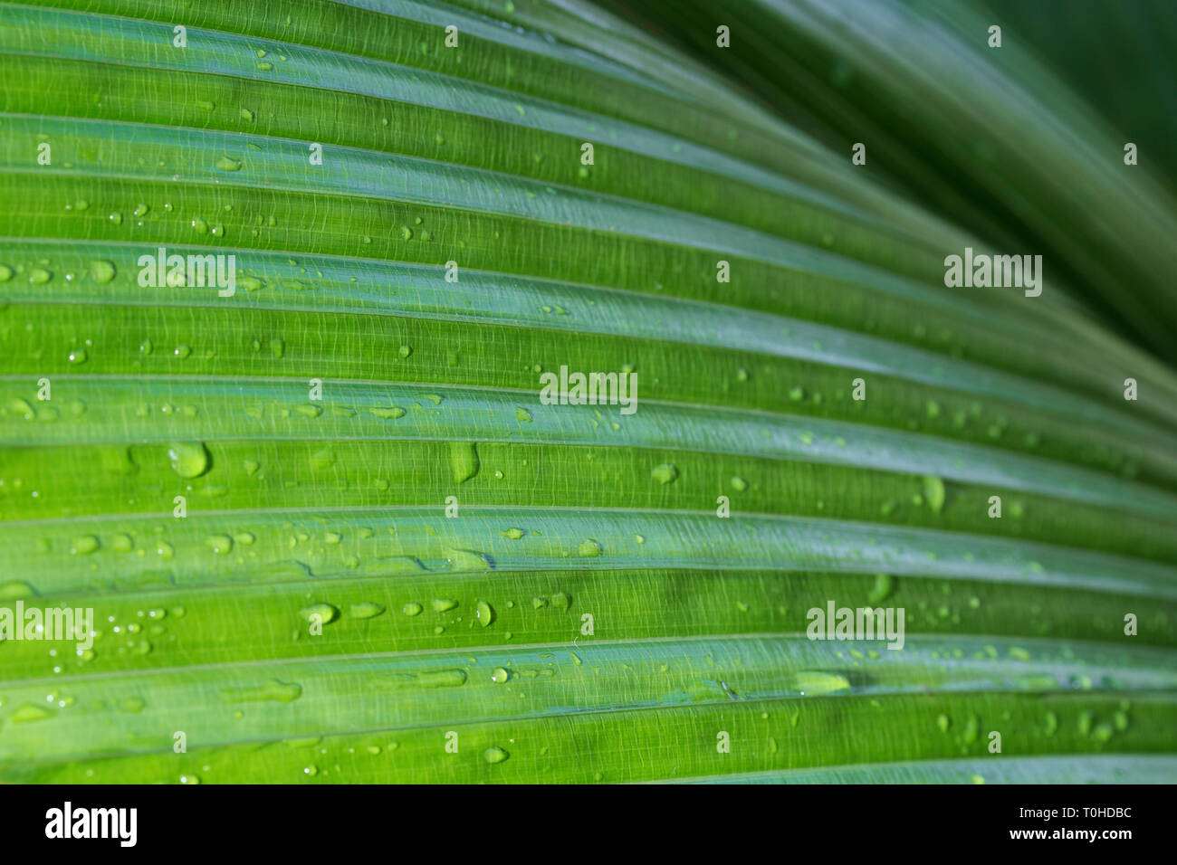Macro Close-up di Johannesteijsmannia altifrons palm di verde foglia bagnata, abstract full frame texture naturali dello sfondo. Foto Stock