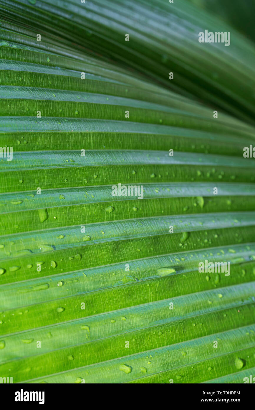 Macro Close-up di Johannesteijsmannia altifrons palm di verde foglia bagnata, abstract full frame texture naturali dello sfondo. Foto Stock