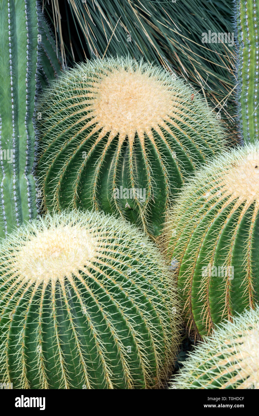 Tre pungenti Golden canna (o palla dorata) (Echinocactus grusonii) e altri cactus. Foto Stock