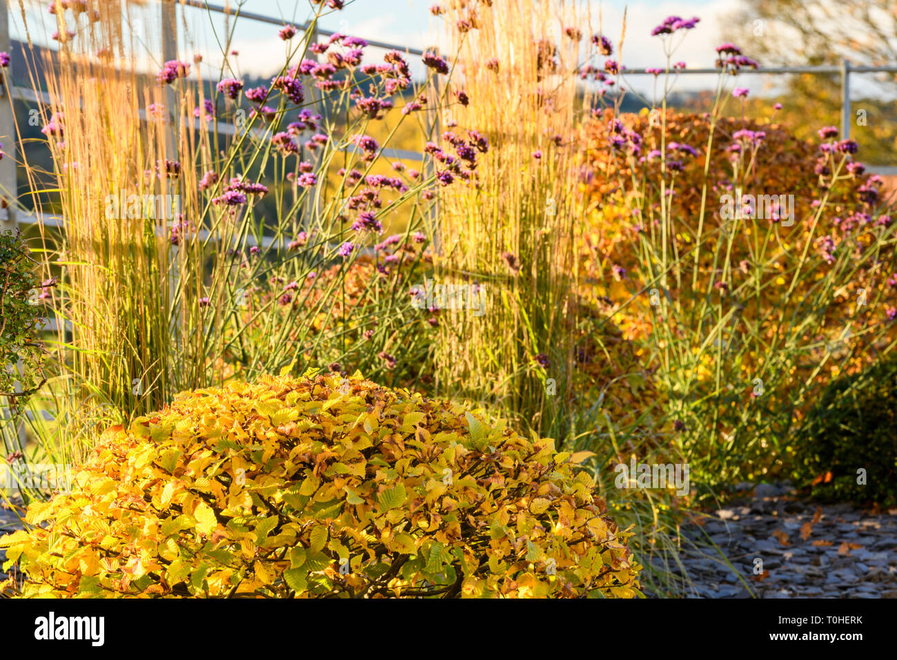 Colore di autunno nel bellissimo giardino privato - design elegante e contemporaneo, paesaggio, semina e scaglie di ardesia sul confine (rurale Yorkshire, Inghilterra, Regno Unito) Foto Stock