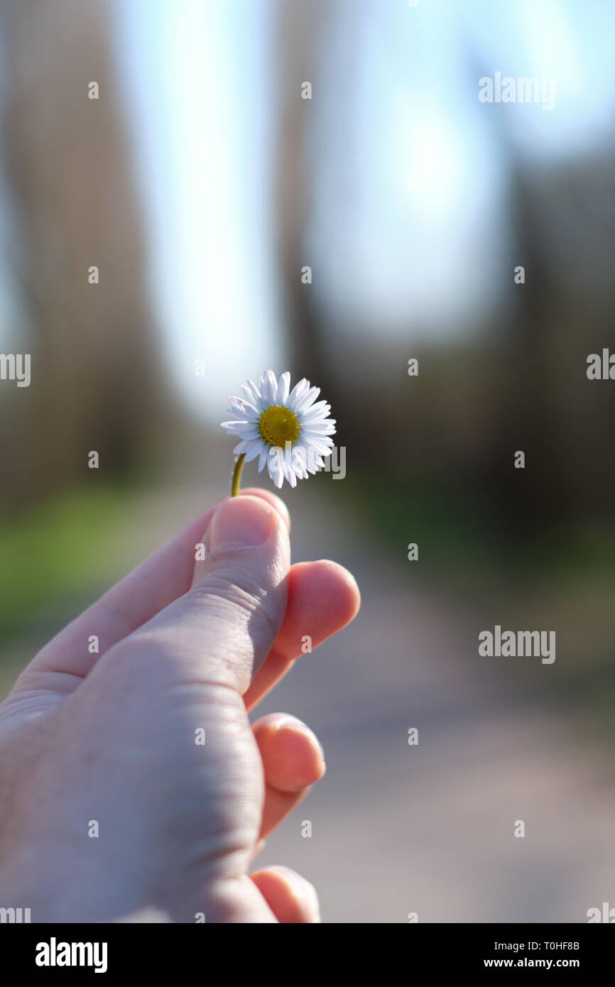 Man mano close-up holding piccolo fiore daisy in una giornata di sole - concetto di speranza Foto Stock