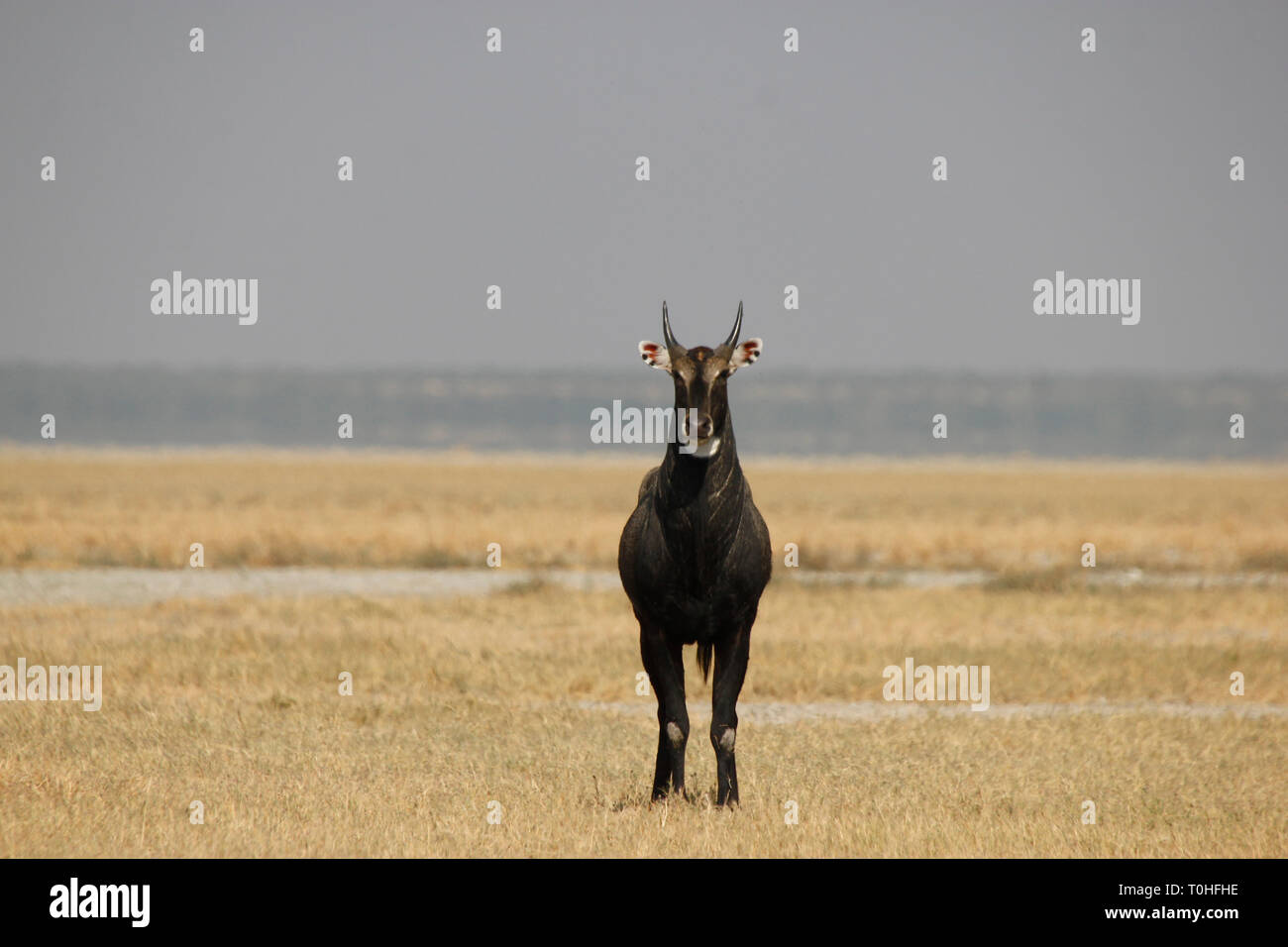 Blue Bull, Gir Wildlife Sanctuary, Gujarat, India, Asia Foto Stock