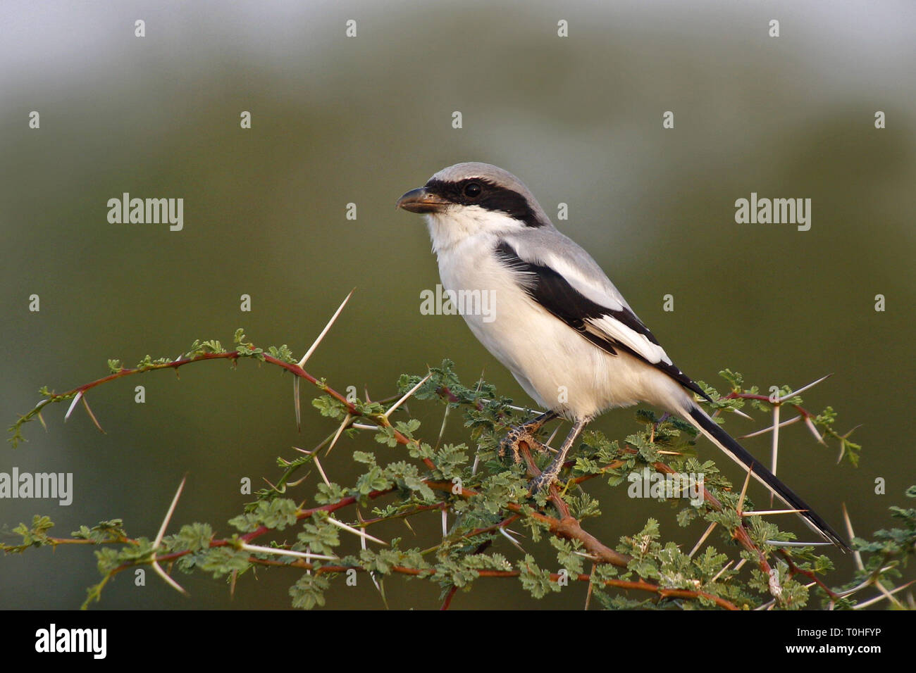 Grigio meridionale Shrike bird, Thol Bird Sanctuary, Gujarat, India, Asia Foto Stock