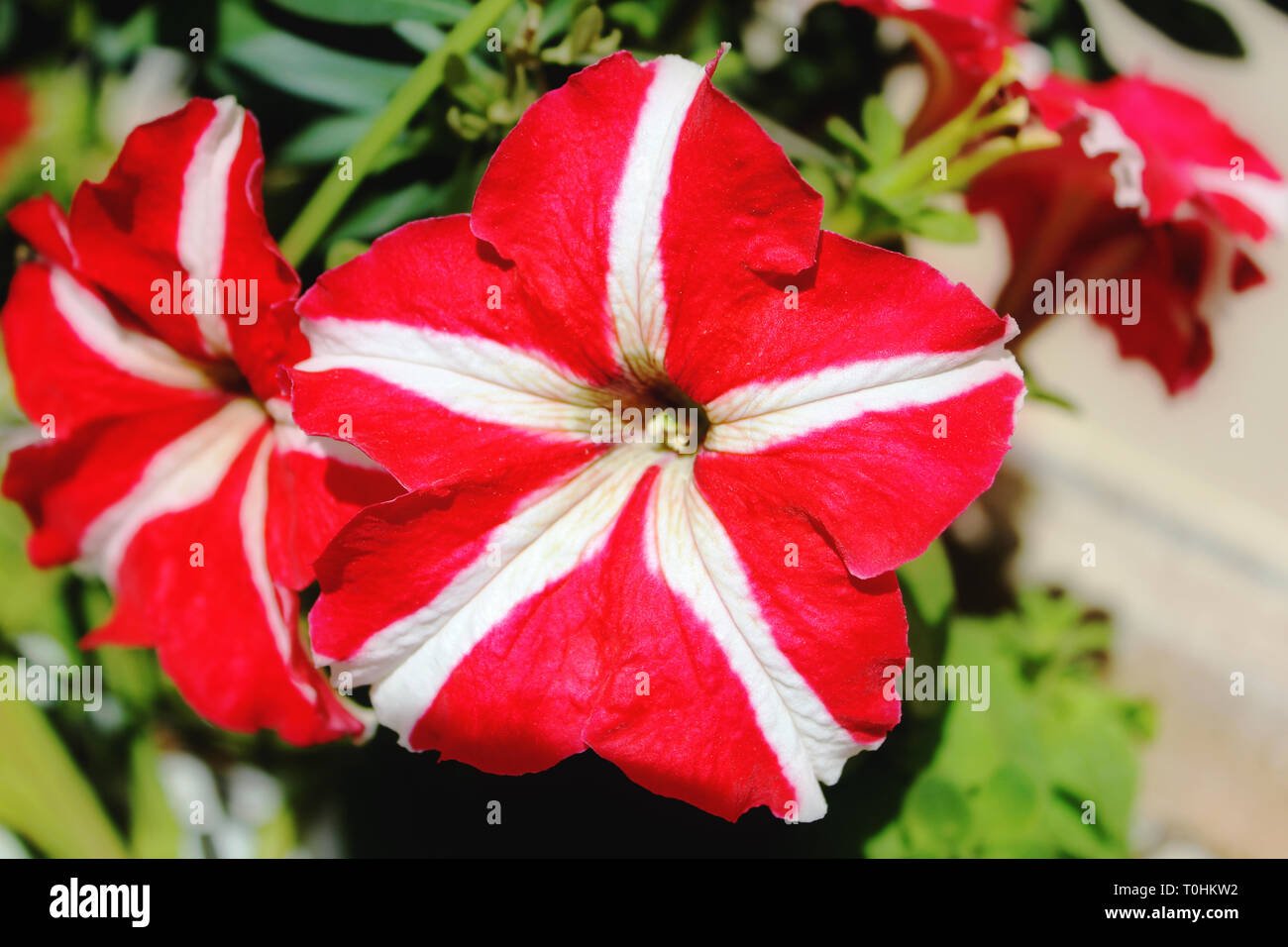 Fiori rossi in una pentola per la decorazione esterna. Foto Stock