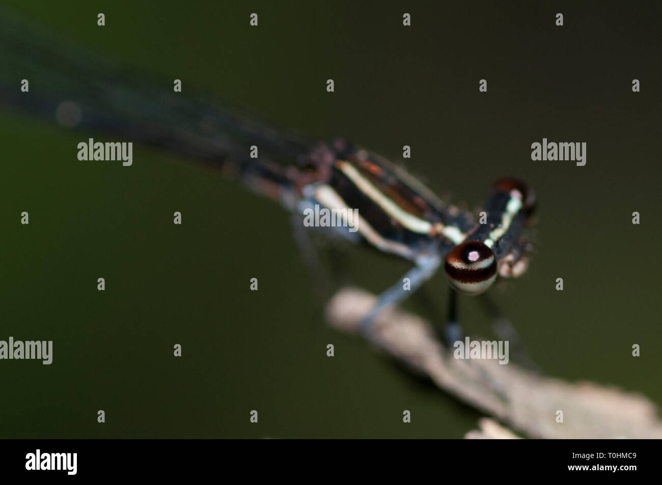 Nero Damselfly Threadtail, Prodasineura autumnalis, sul pezzo di legno, Klungkung, Bali, Indonesia Foto Stock