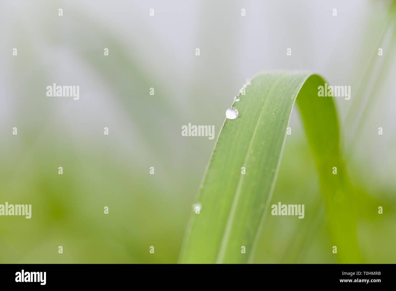 Gocce di rugiada sull'erba al mattino Foto Stock