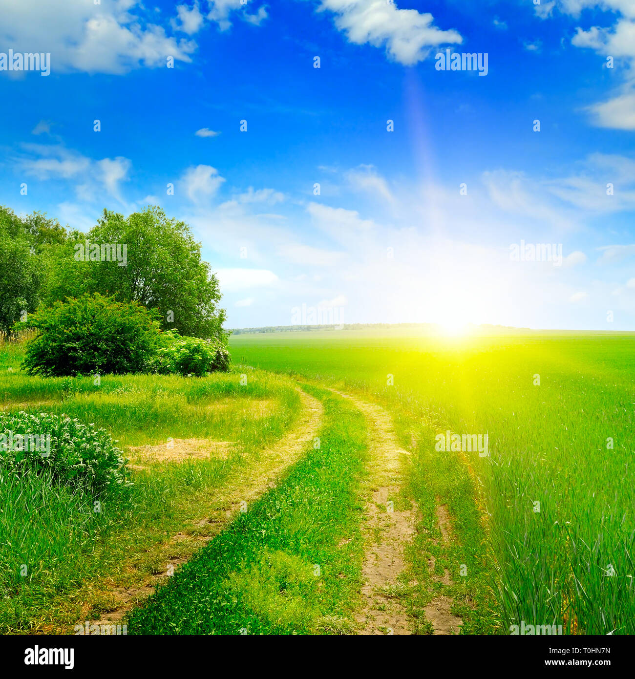 Campo verde e il sole sul cielo blu Foto Stock