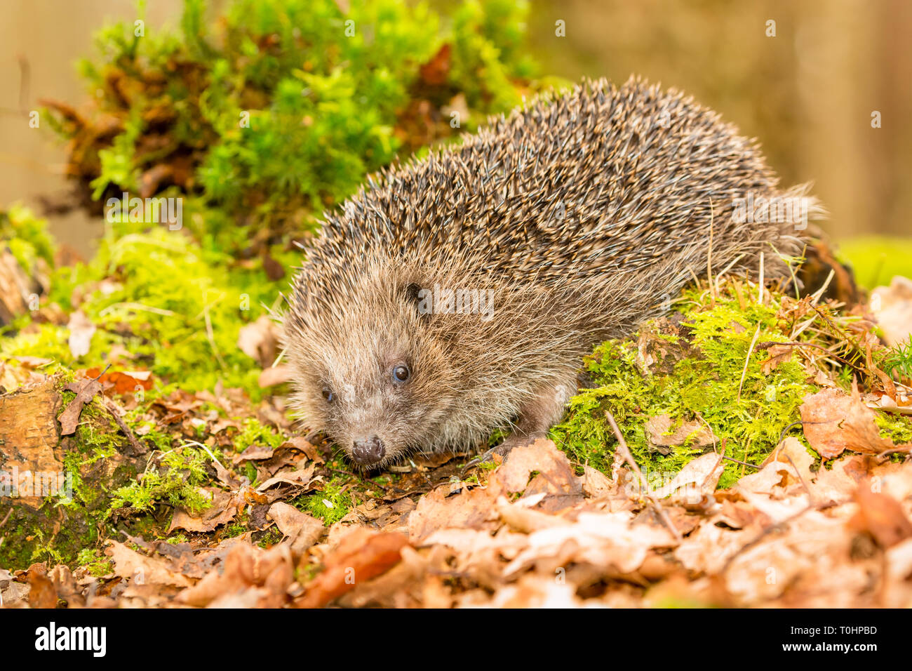 Riccio (Erinaceus europaeus) selvatica, nativo, hedgehog europea nel bosco naturale habitat durante la primavera con il verde muschio e sfondo sfocato. Foto Stock