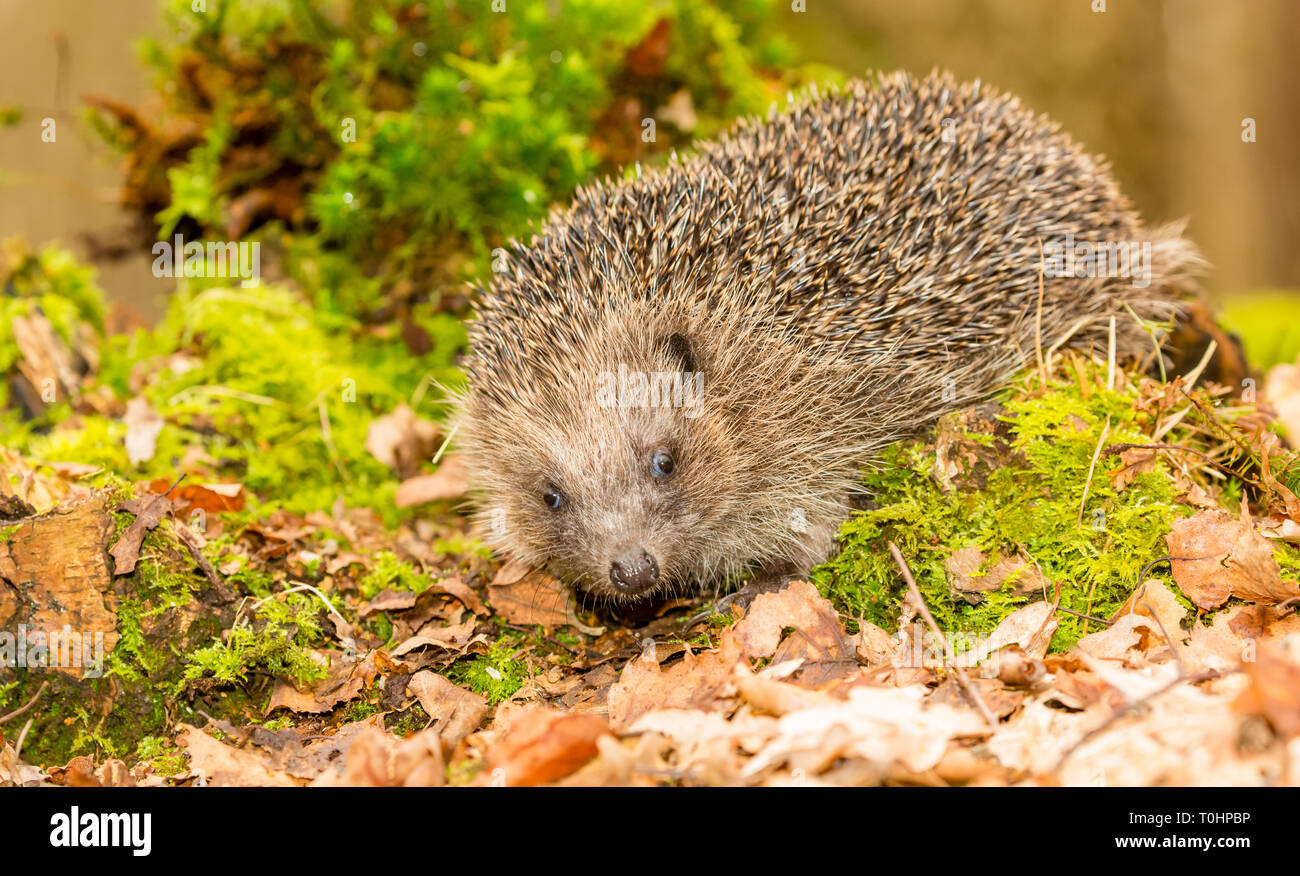 Riccio (Erinaceus europaeus) selvatica, nativo, hedgehog europea nel bosco naturale habitat durante la primavera con il verde muschio e sfondo sfocato. Foto Stock
