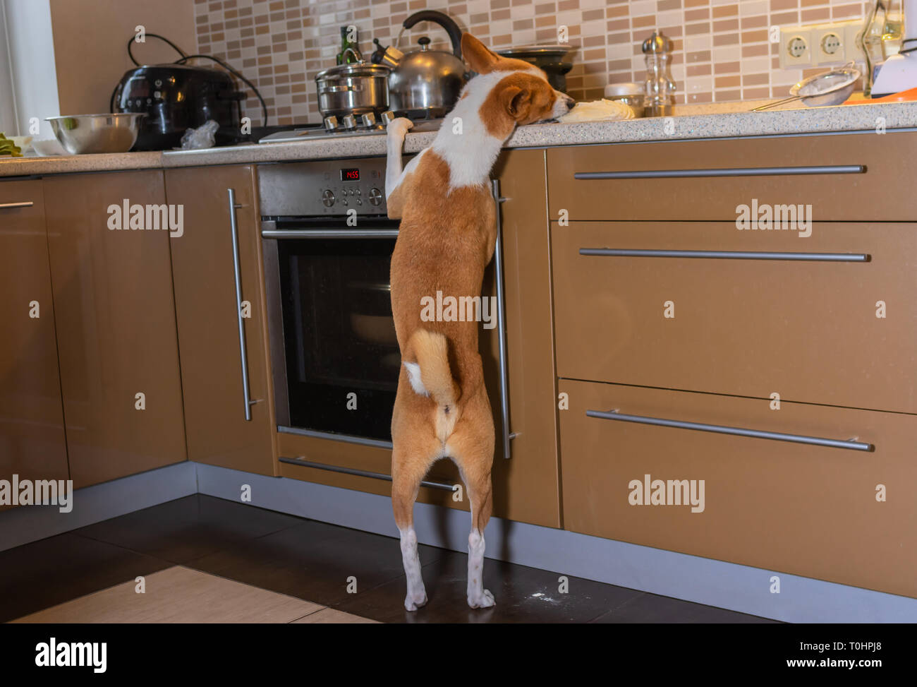 Fame basenji cane il taglio della pasta della pizza su una cucina bar mentre sono a casa da solo Foto Stock