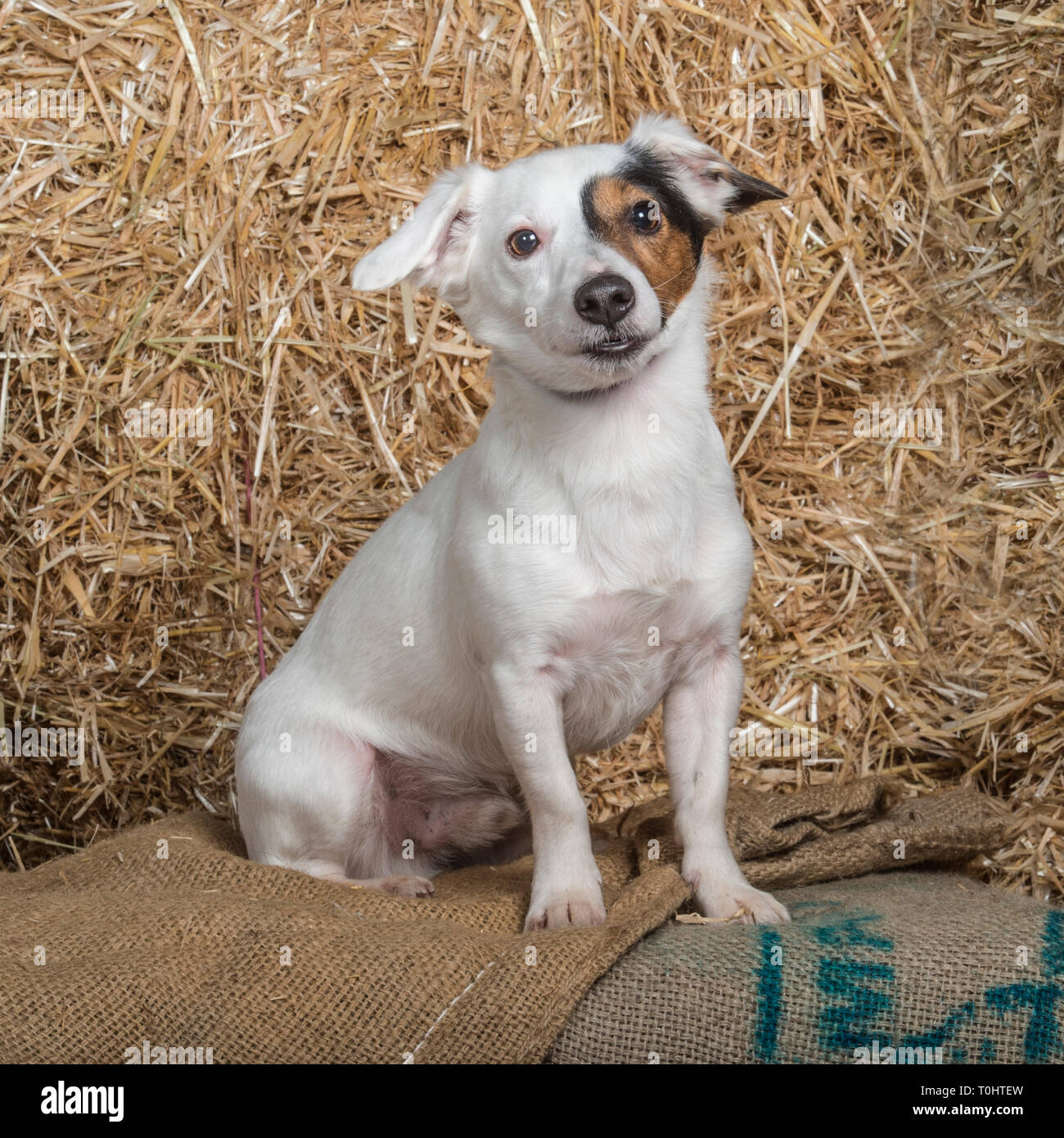 Jack Russell Terrier Foto Stock