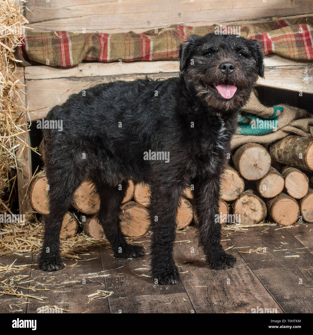 Vecchio patterdale terrier cane Foto Stock