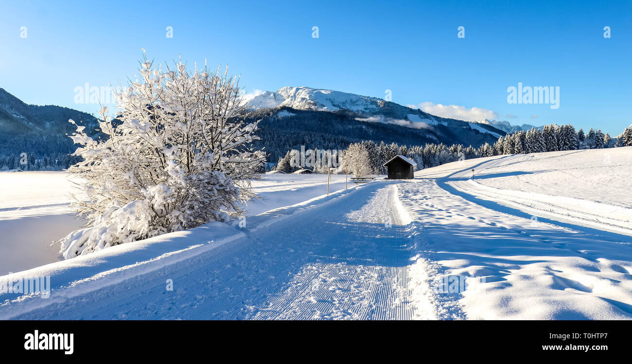 Percorso attraverso il Winter Wonderland, sport invernali Sci di fondo Foto Stock
