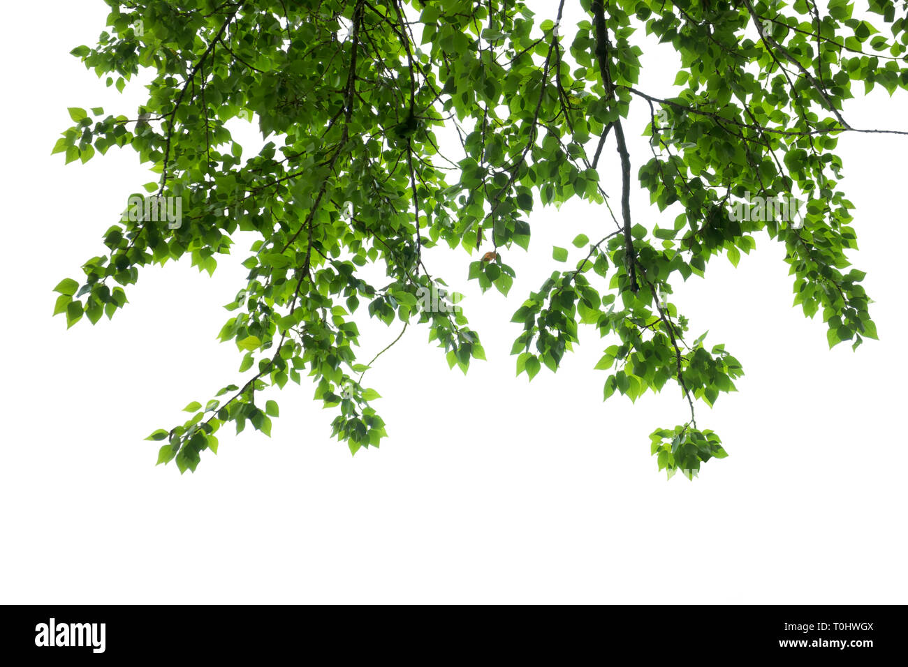 Il verde delle foglie e rami isolato su bianco Foto Stock