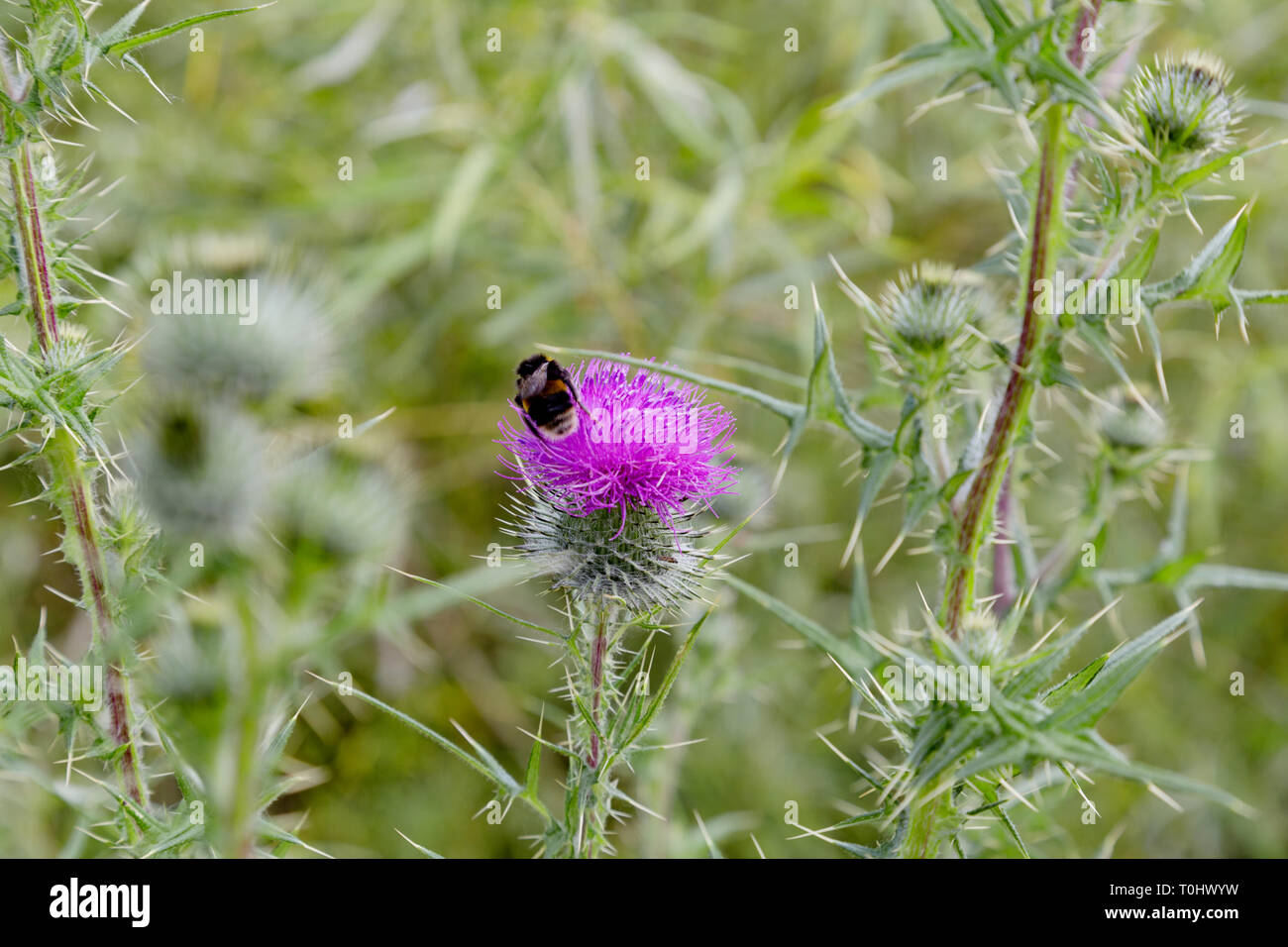 Un Bumble Bee su thistle Foto Stock