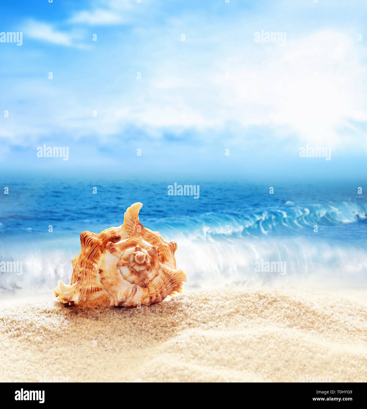 Summer Beach. Conchiglia su una spiaggia di sabbia e l'oceano come sfondo Foto Stock