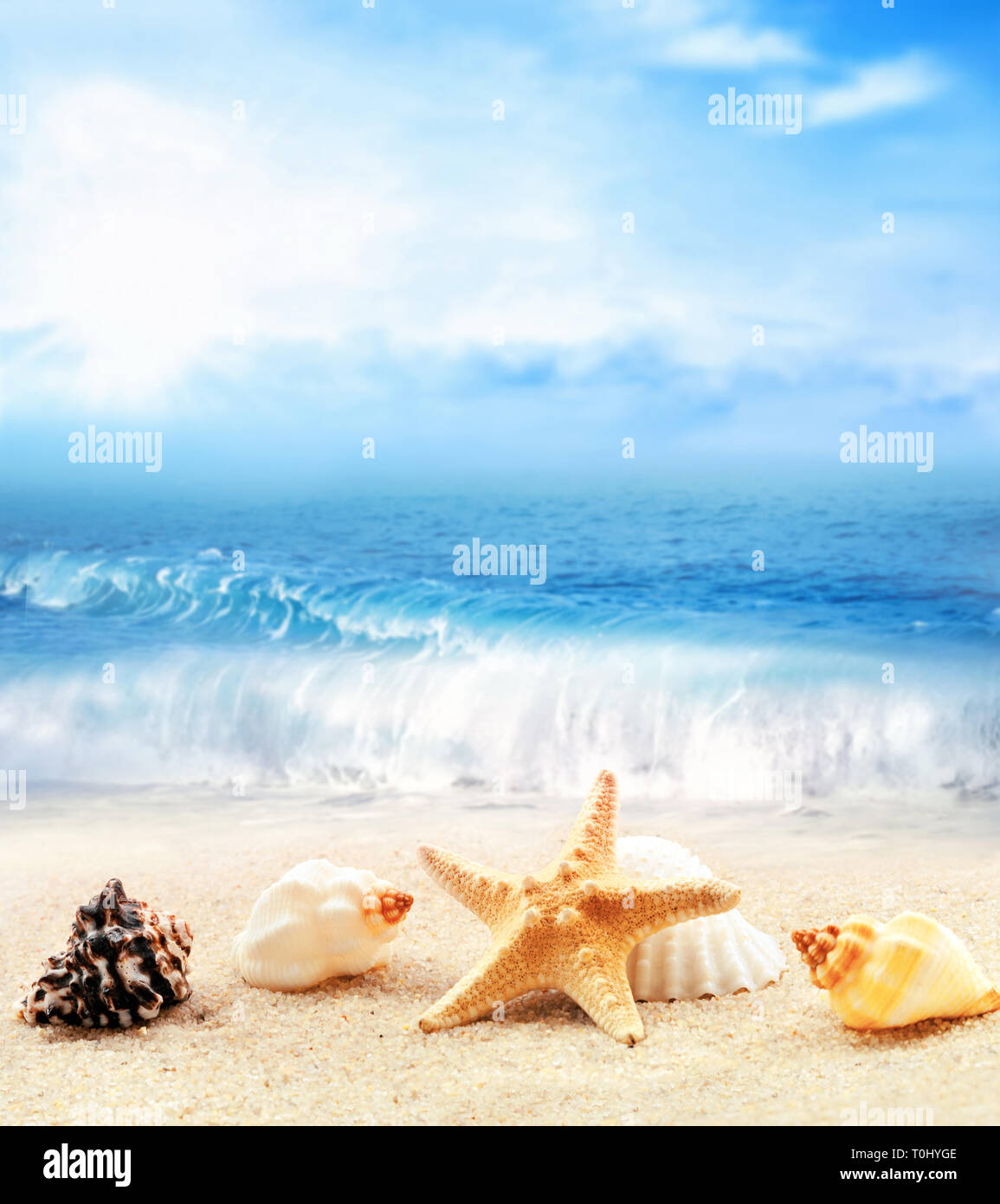 Summer Beach. Conchiglia e la stella di mare su una spiaggia di sabbia e l'oceano come sfondo Foto Stock