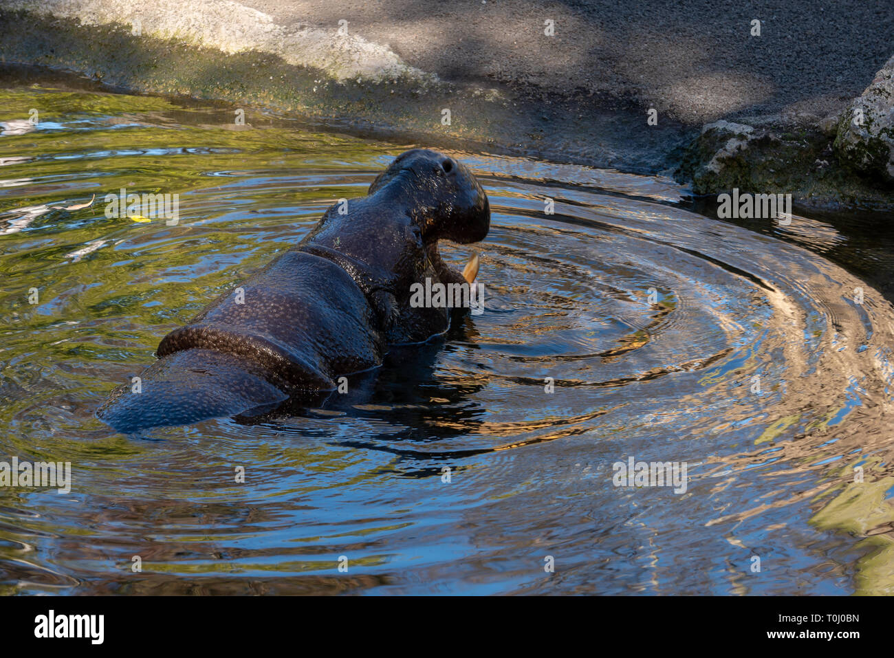 VALENCIA, Spagna - 26 febbraio : ippopotamo presso il Bioparco di Valencia Spagna il 26 febbraio 2019 Foto Stock