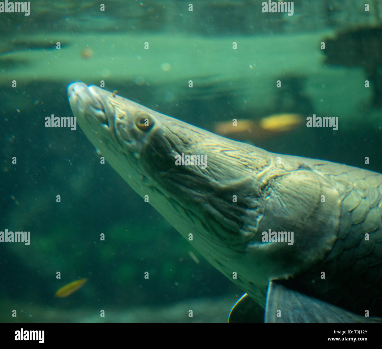 Pesci, Gill, acquatici, Foto Stock