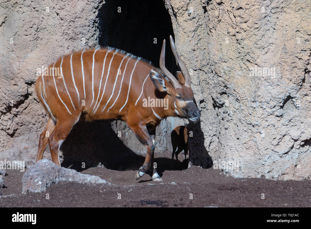 VALENCIA, Spagna - 26 febbraio : Bongo presso il Bioparco di Valencia Spagna il 26 febbraio 2019 Foto Stock