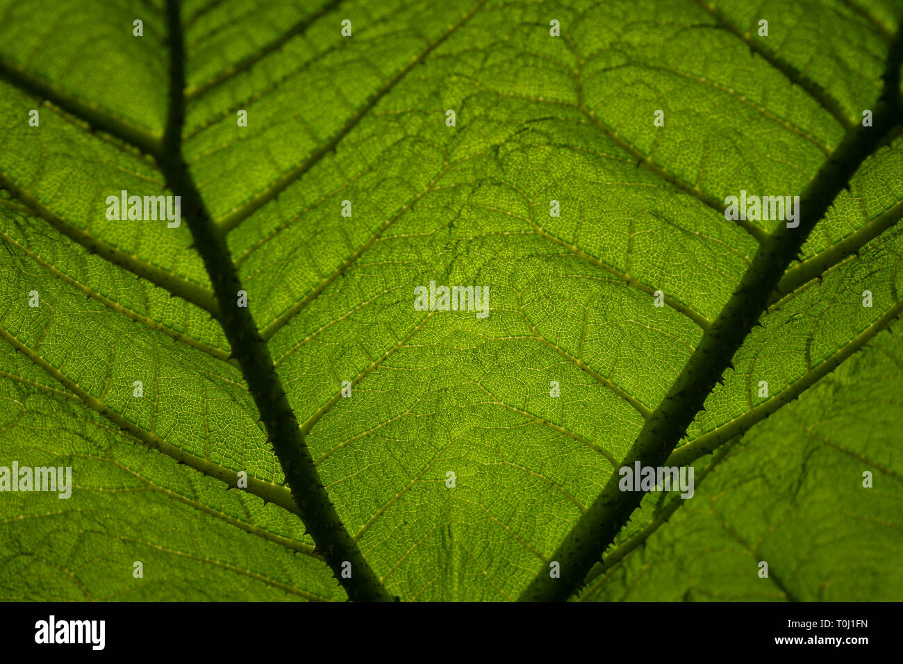 - Gunnera gunnera manicata comunemente noto come il colosso brasiliano-rabarbaro in Kew Royal Botanic Gardens, London, Regno Unito Foto Stock