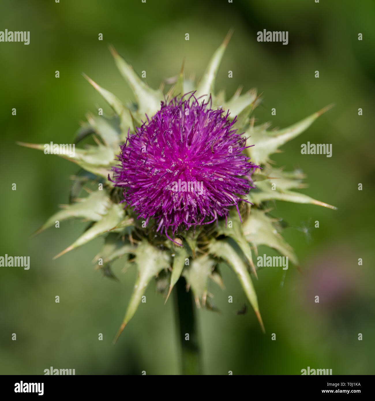 Cirsium rivulare 'Atropurpureum', rosa thistle le teste dei fiori a Kew Royal Botanic Garden, Londra, Regno Unito Foto Stock