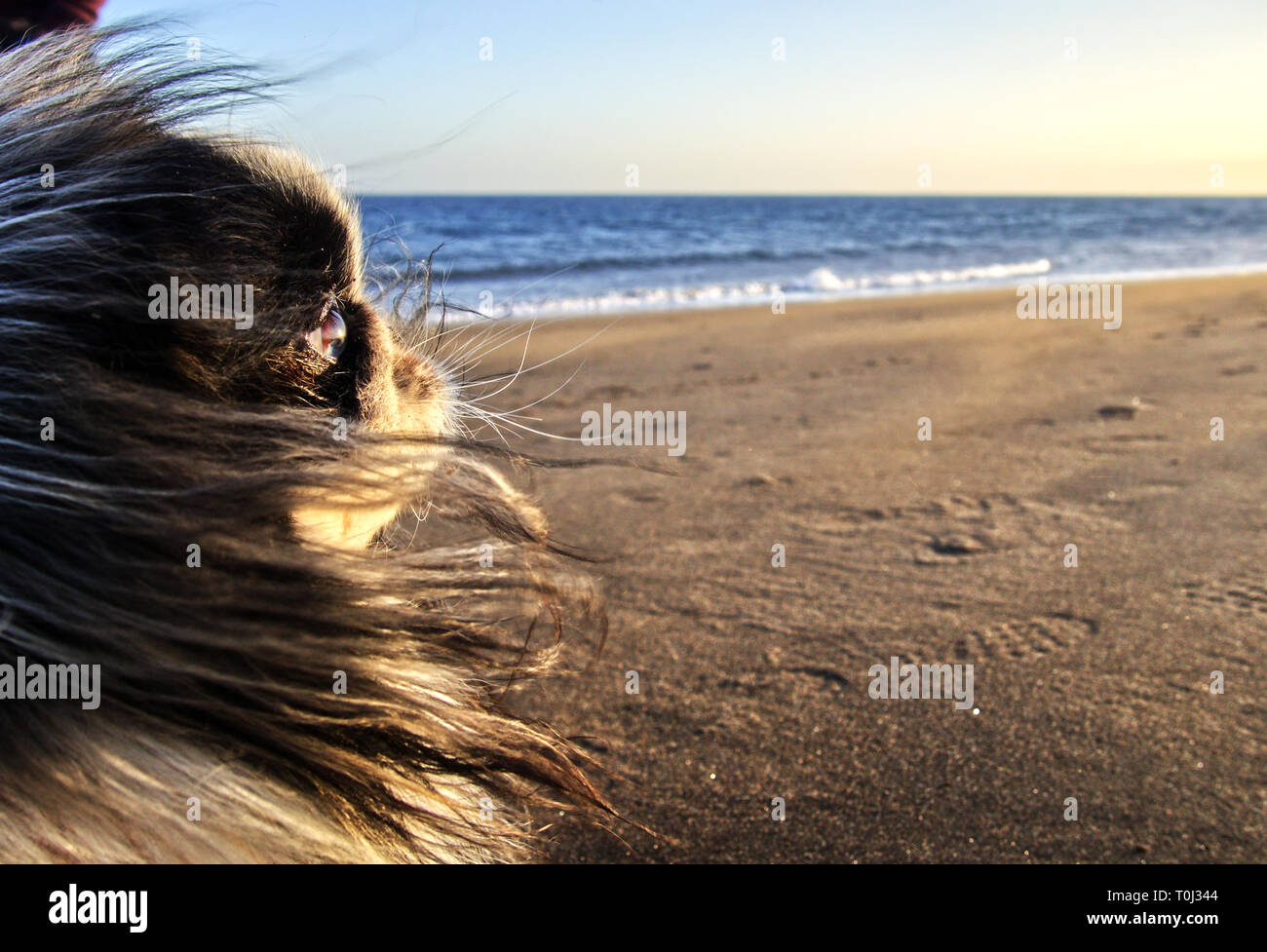Pekinese cani sulla spiaggia con i capelli al vento Foto Stock