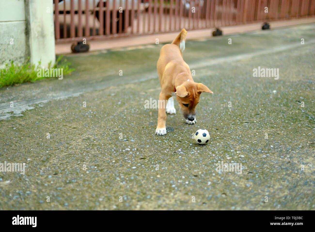 Cane giocando con sfera di mattina Foto Stock