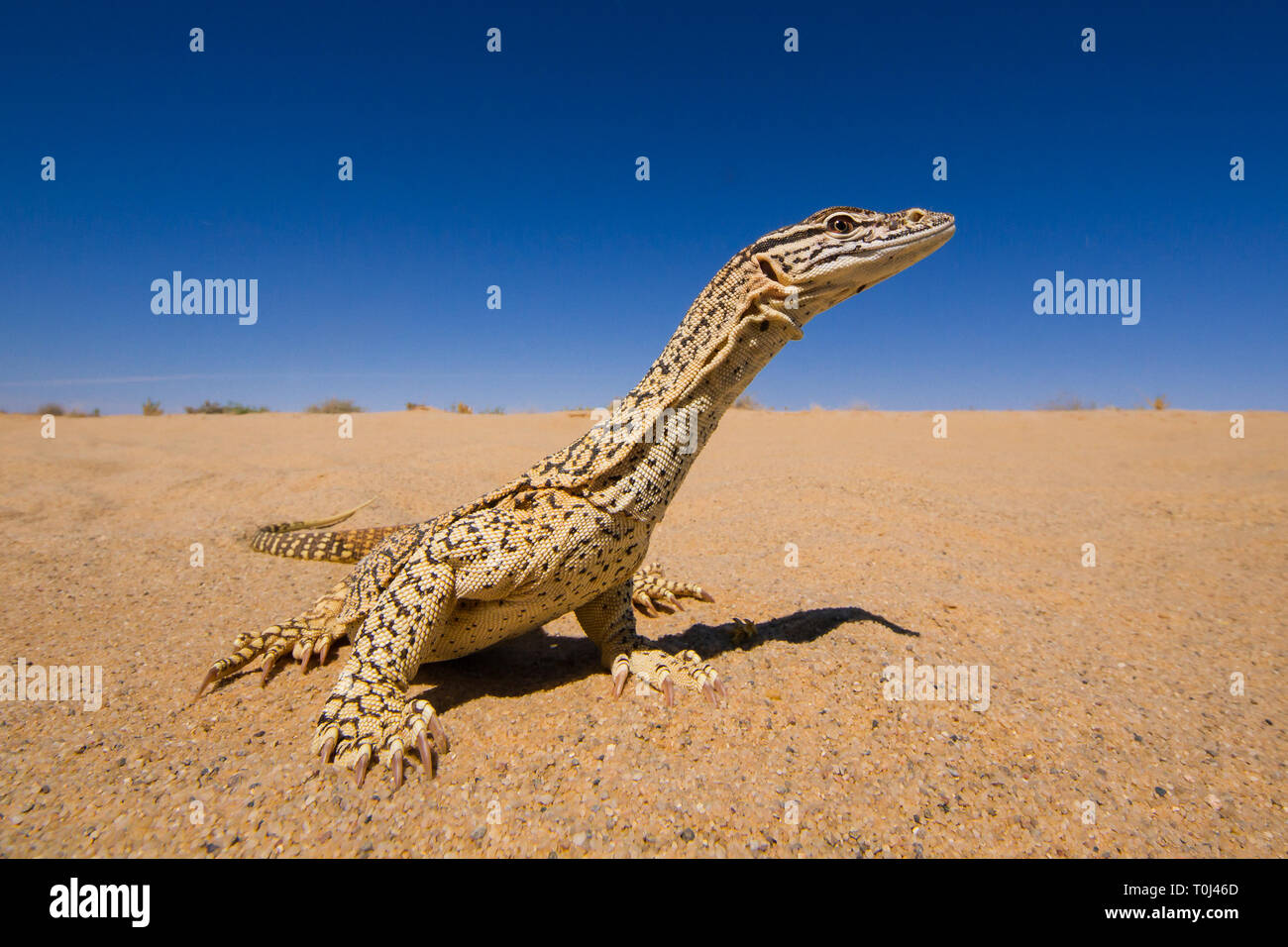 Monitor di sabbia Foto Stock