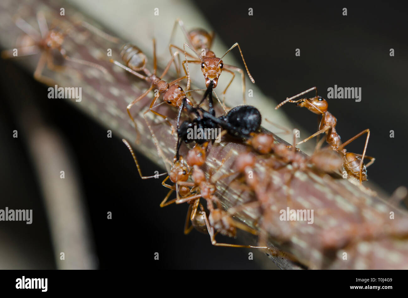 Weaver Ants, Oecophylla sp, attaccante Black Weaver ANT, Polyrhachis sp, on leaf, Klungkung, Bali, Indonesia Foto Stock