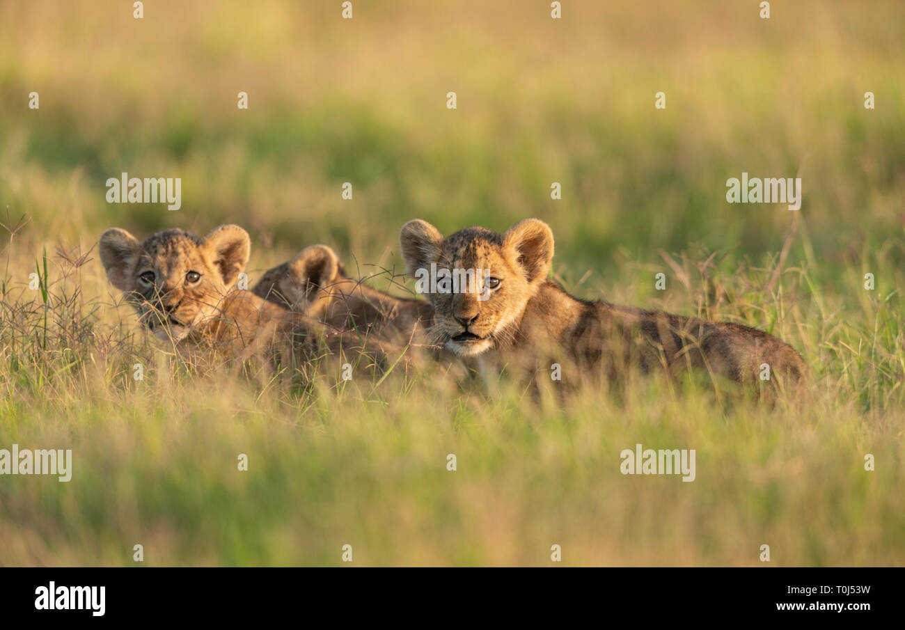 Carino Lion cubs a Amboseli Parco nazionale,Kenya,Africa Foto Stock