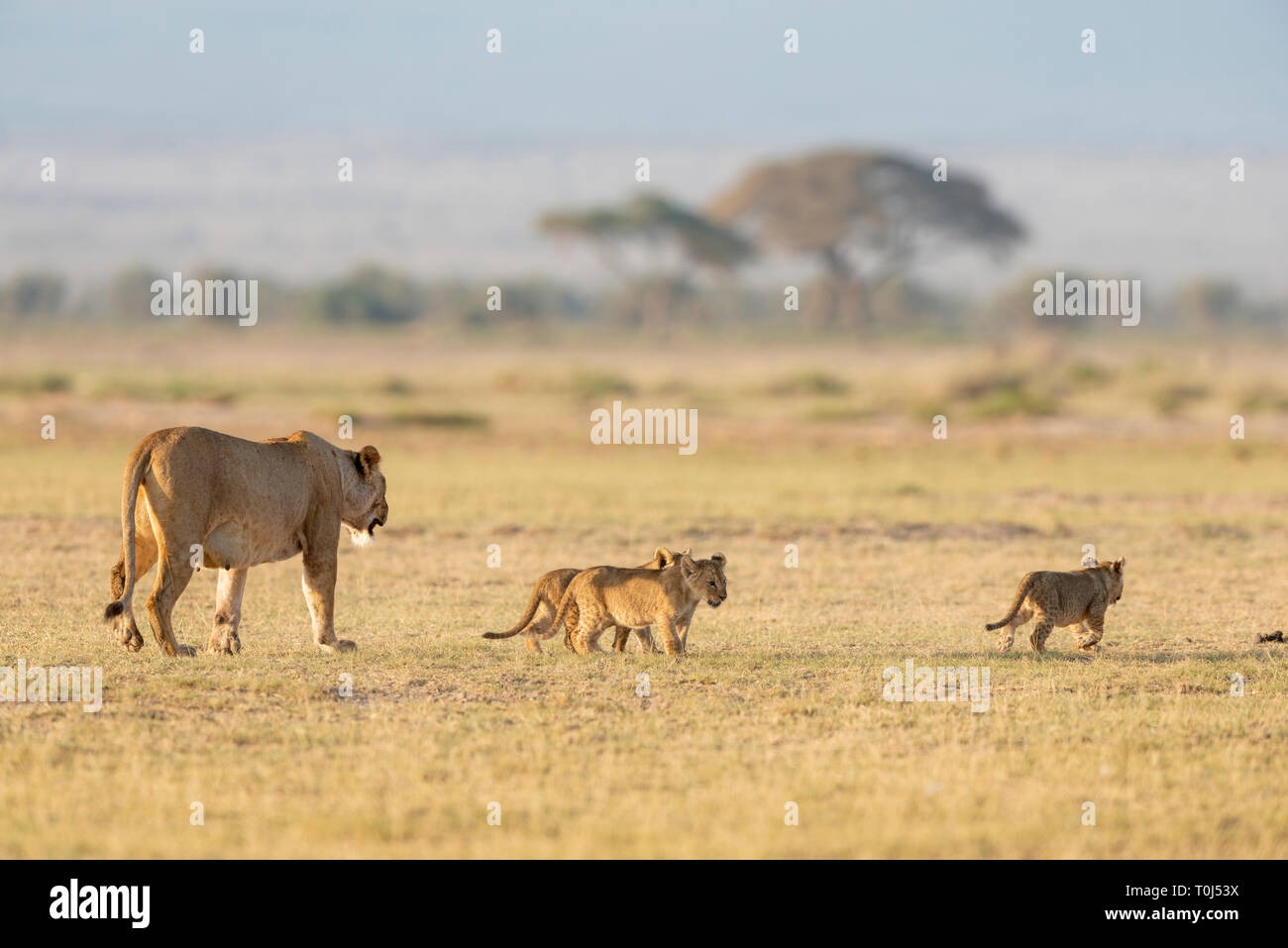Leonessa con i cuccioli nella luce del mattino a Amboseli Parco nazionale,Kenya,Africa Foto Stock