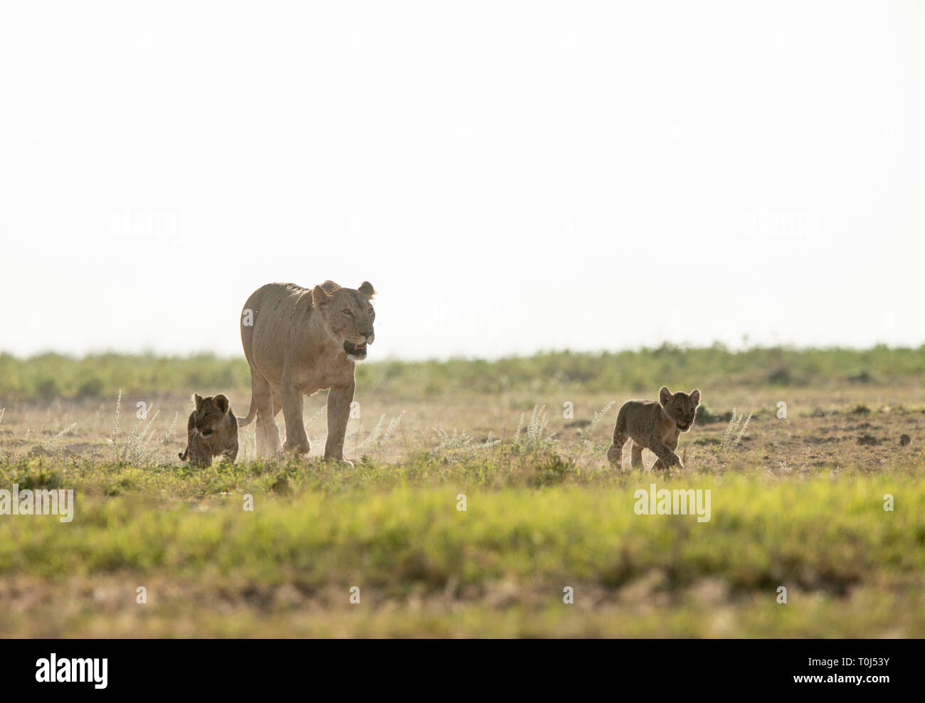 Leonessa con i cuccioli a Amboseli Parco nazionale,Kenya,Africa Foto Stock