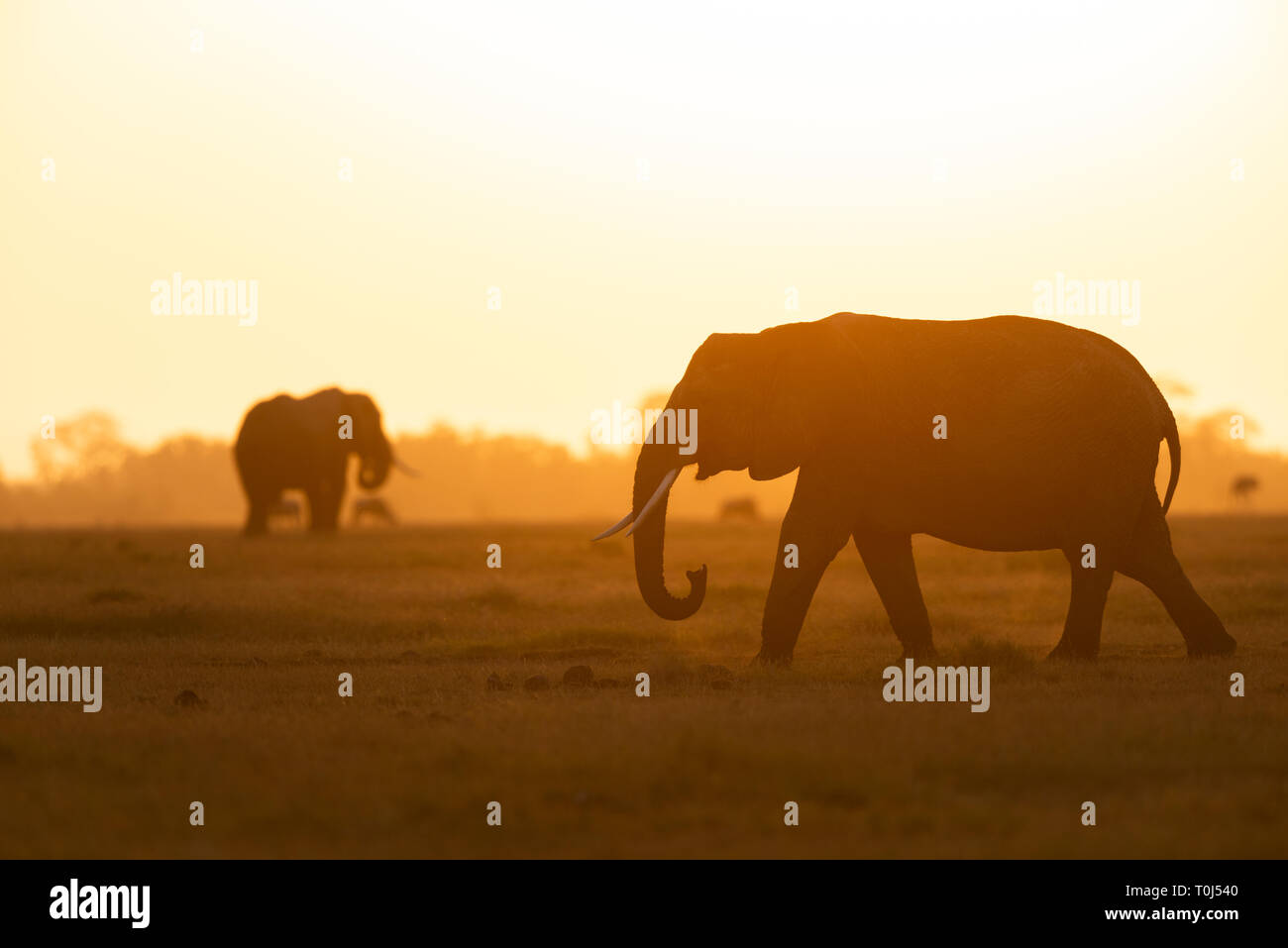 Elefanti a un tramonto a Amboseli National Park Foto Stock