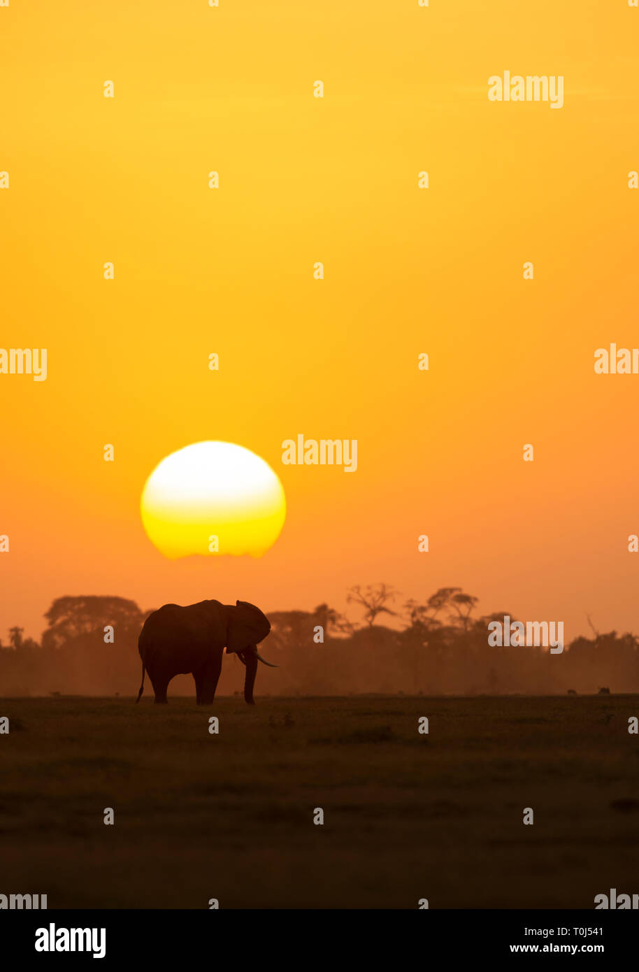 Elefante a un tramonto a Amboseli National Park Foto Stock