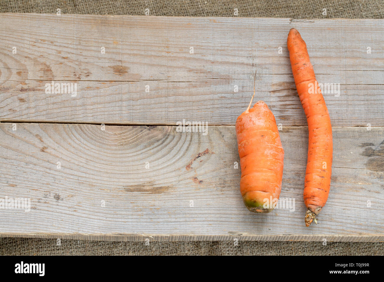Due brutti carote: sottili storto e piccole sono giacenti su grigio doghe in legno su tela. Foto Stock
