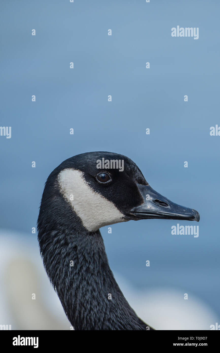 Colpo alla testa del Canada Goose. Foto Stock