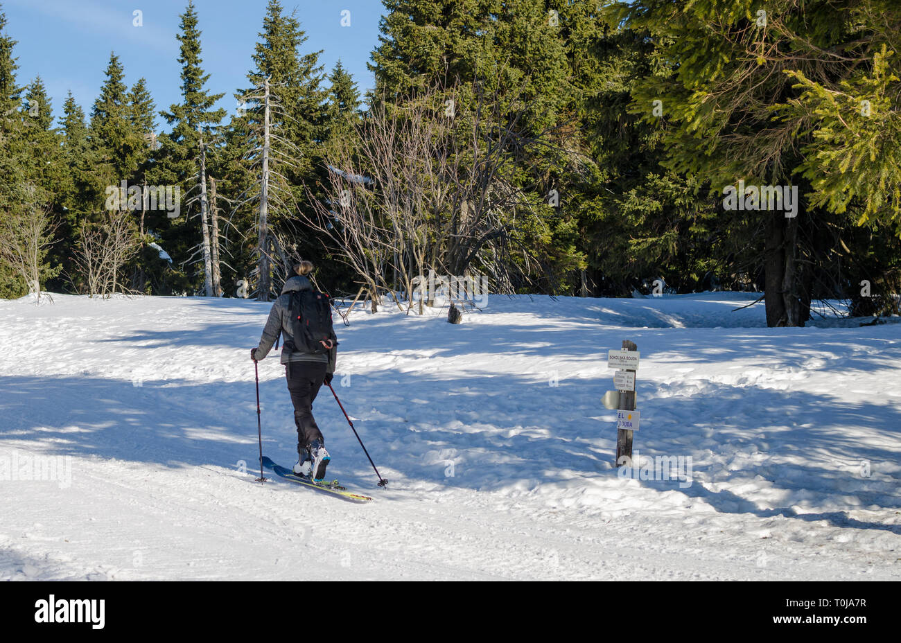 Giovane donna si muove sci di fondo nella Repubblica ceca a sunny giorno d'inverno. Vista dal retro. Foto Stock