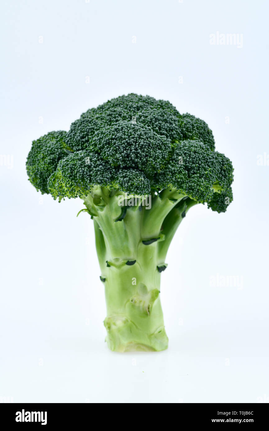 Broccoli, studio di ammissione, Brokkoli, Studioaufnahme Foto Stock