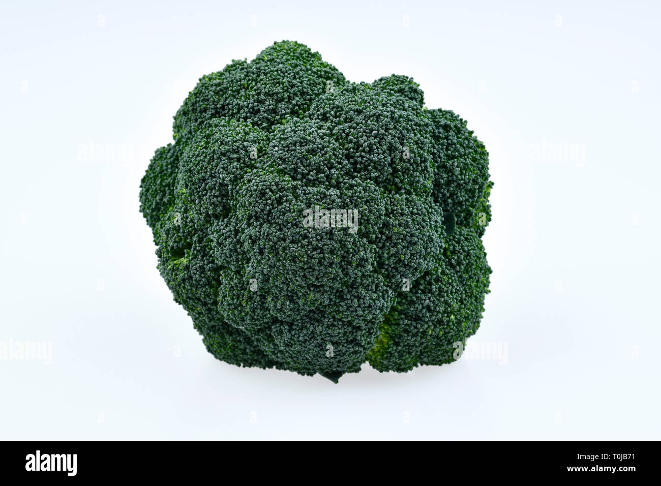Broccoli, studio di ammissione, Brokkoli, Studioaufnahme Foto Stock