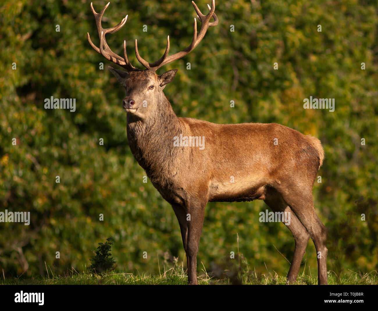 Un singolo Red Deer Stag Cervus elaphus in piedi guardando in macchina fotografica in giornata di sole nel Killarney National Park, County Kerry, Irlanda Foto Stock