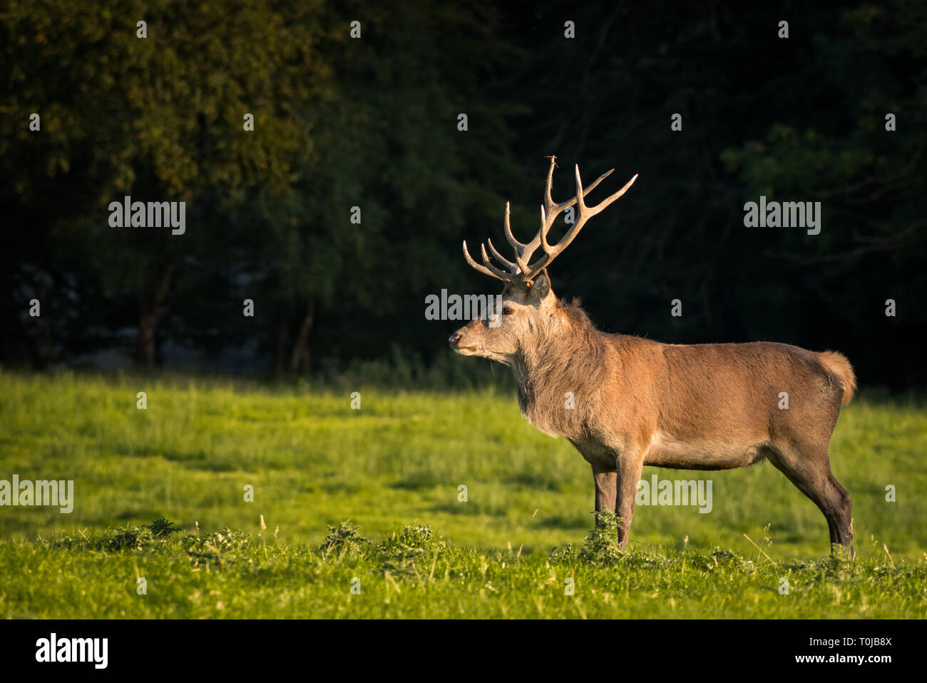 Un singolo Red Deer Stag Cervus elaphus con grandi antlers in piedi ancora sul prato in una giornata di sole luminoso nel Killarney National Park, Irlanda Foto Stock
