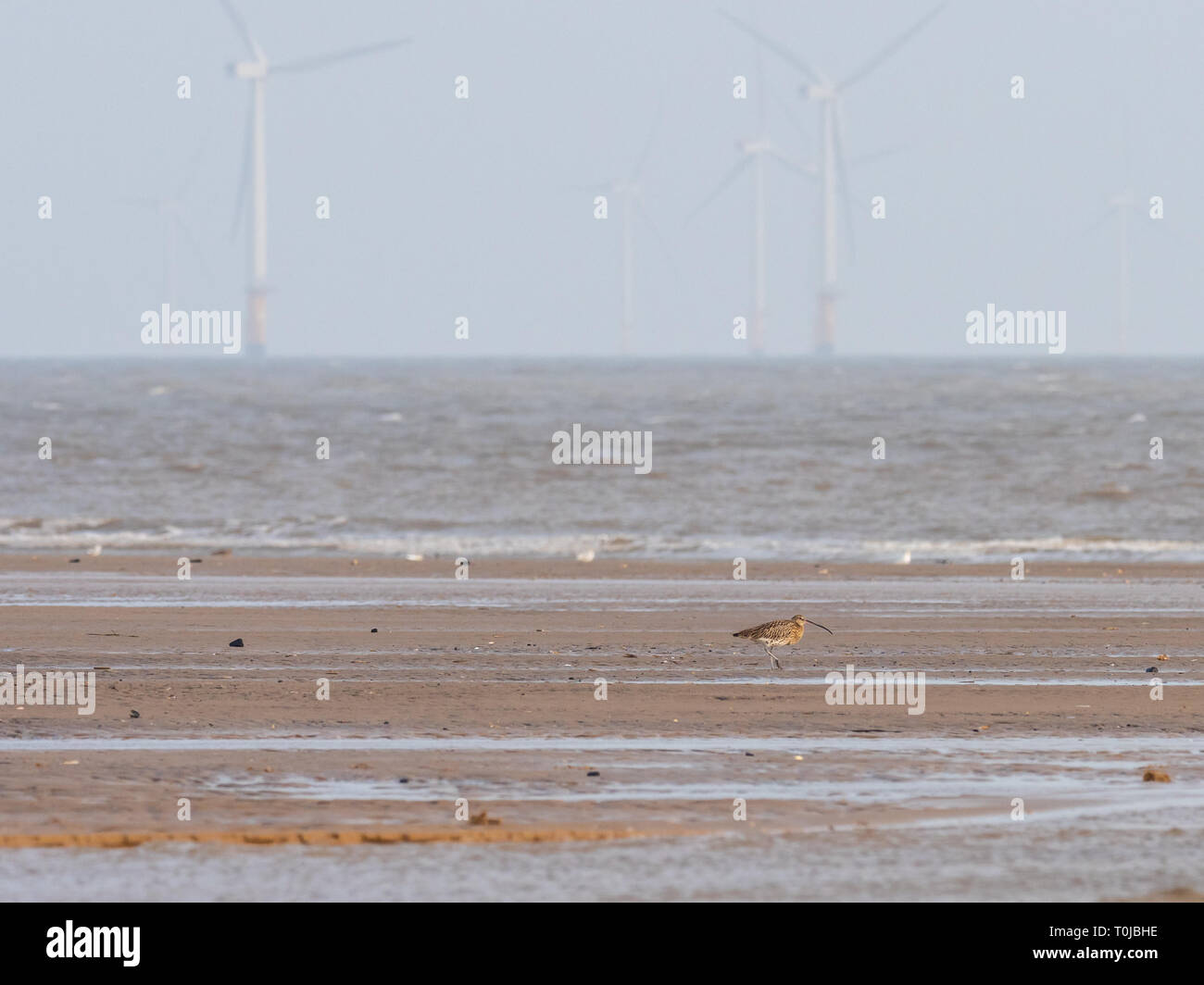 Curlew sulla spiaggia al punto Gibralter Foto Stock