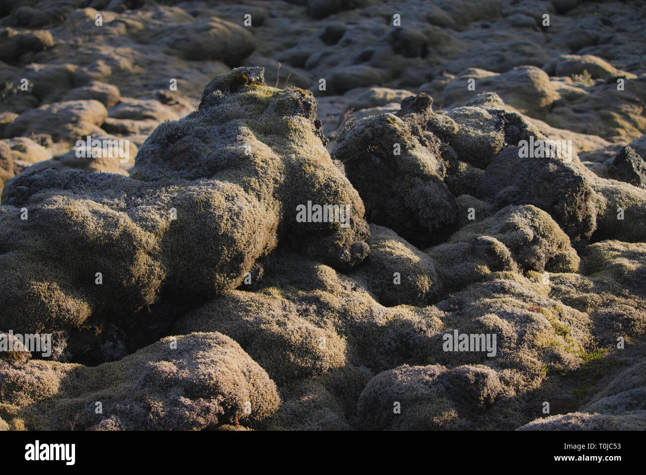 Campo di lava e rocce laviche coperte di muschio, panorama Foto Stock